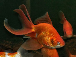 caras-evantai-fantail-goldfish