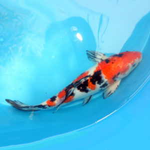 Crapi Japonezi Showa