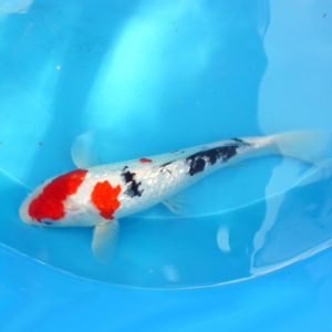 Koi A 23-25 cm