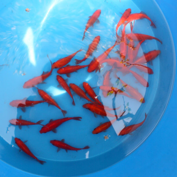 Carasi ornamentali Goldfish