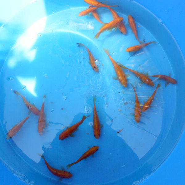 Carasi Ornamentali Yelowfish 8-10 cm