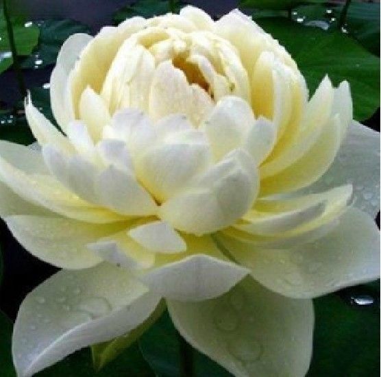 lotus alb