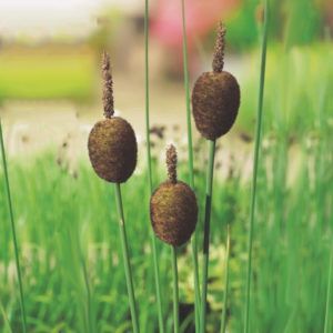 Typha minima